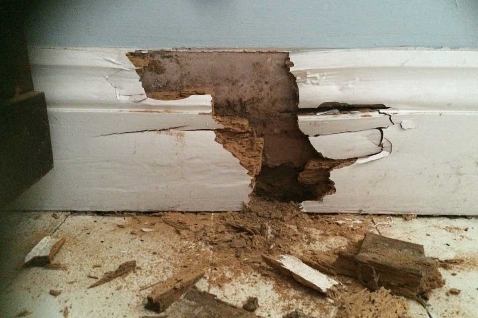 Wet rot - affecting the skirting - PCA
